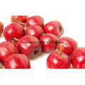 Natural 5% 80% Flavones Hawthorn Fruit Extract